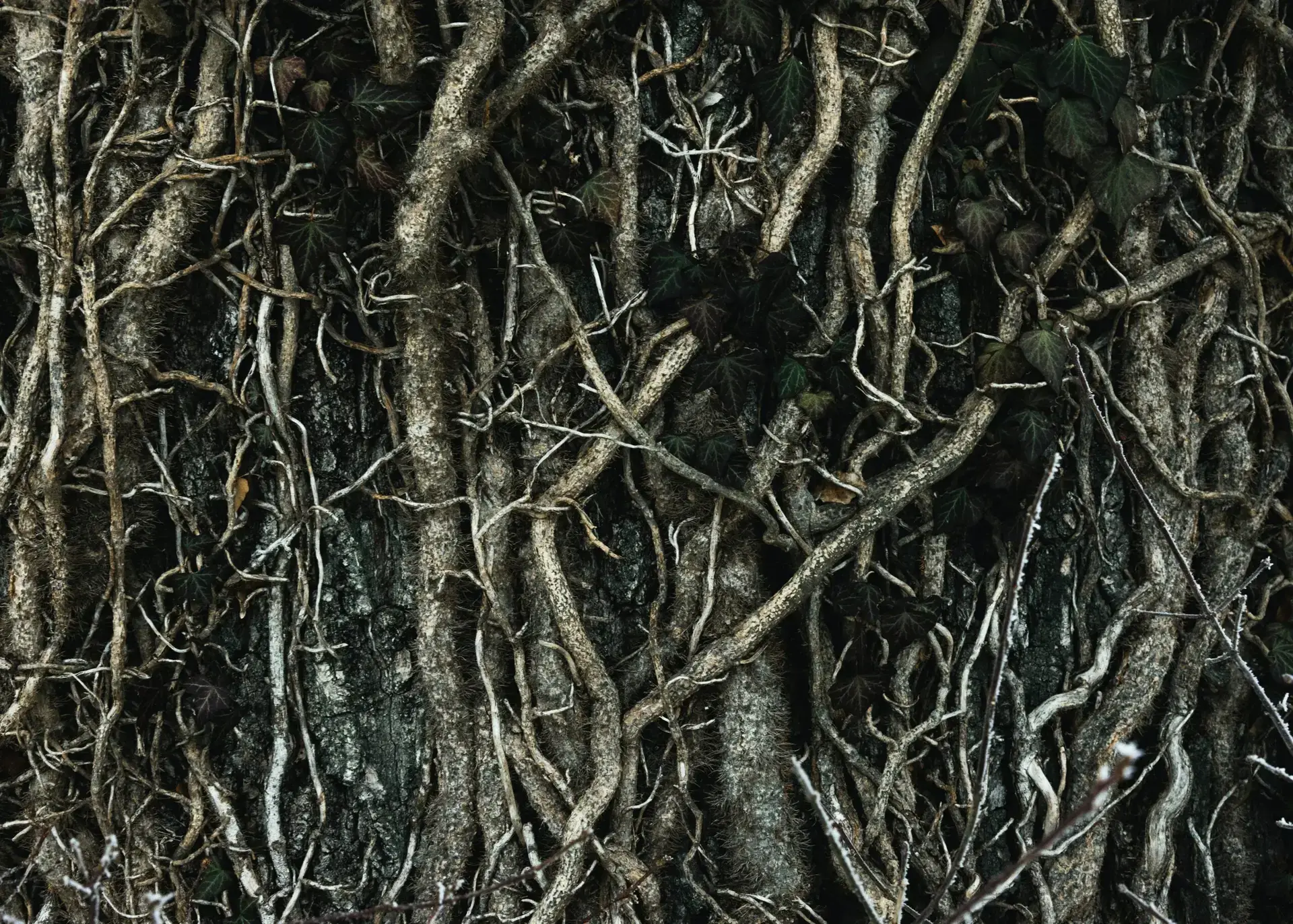 Arborists & Tree Maintenance | Ahlum & Arbor Tree Preservation