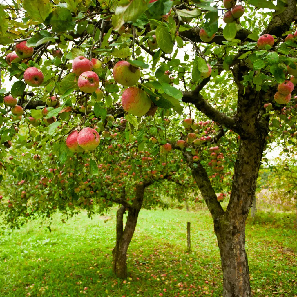 A Guide to Fruit Tree Care in Ohio | Ahlum & Arbor Tree Preservation