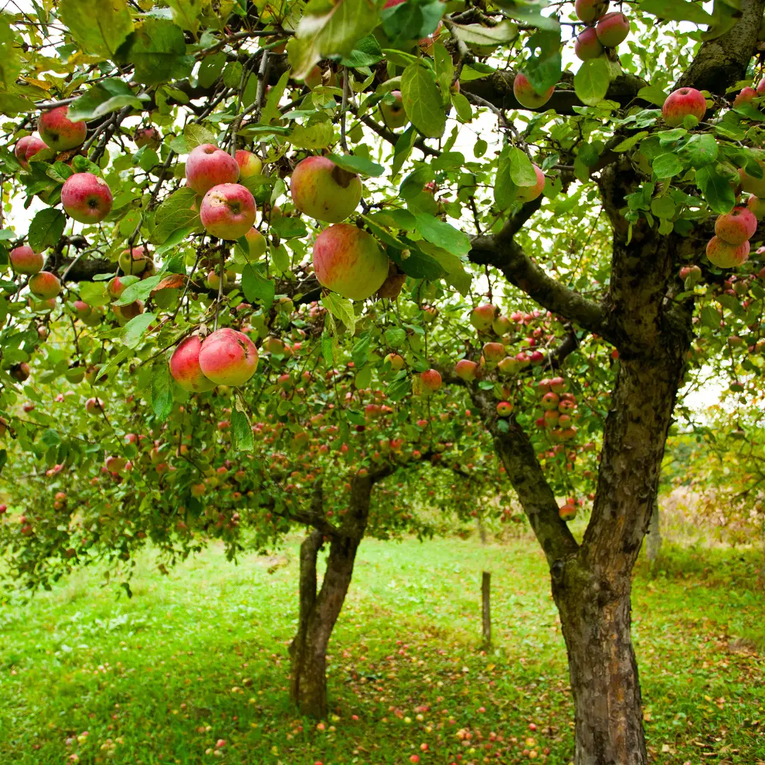 A Guide to Fruit Tree Care in Ohio | Ahlum & Arbor Tree Preservation