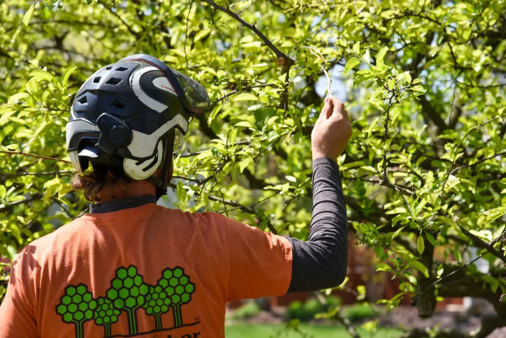 Essential Tree Care Tips | Ahlum & Arbor Tree Preservation