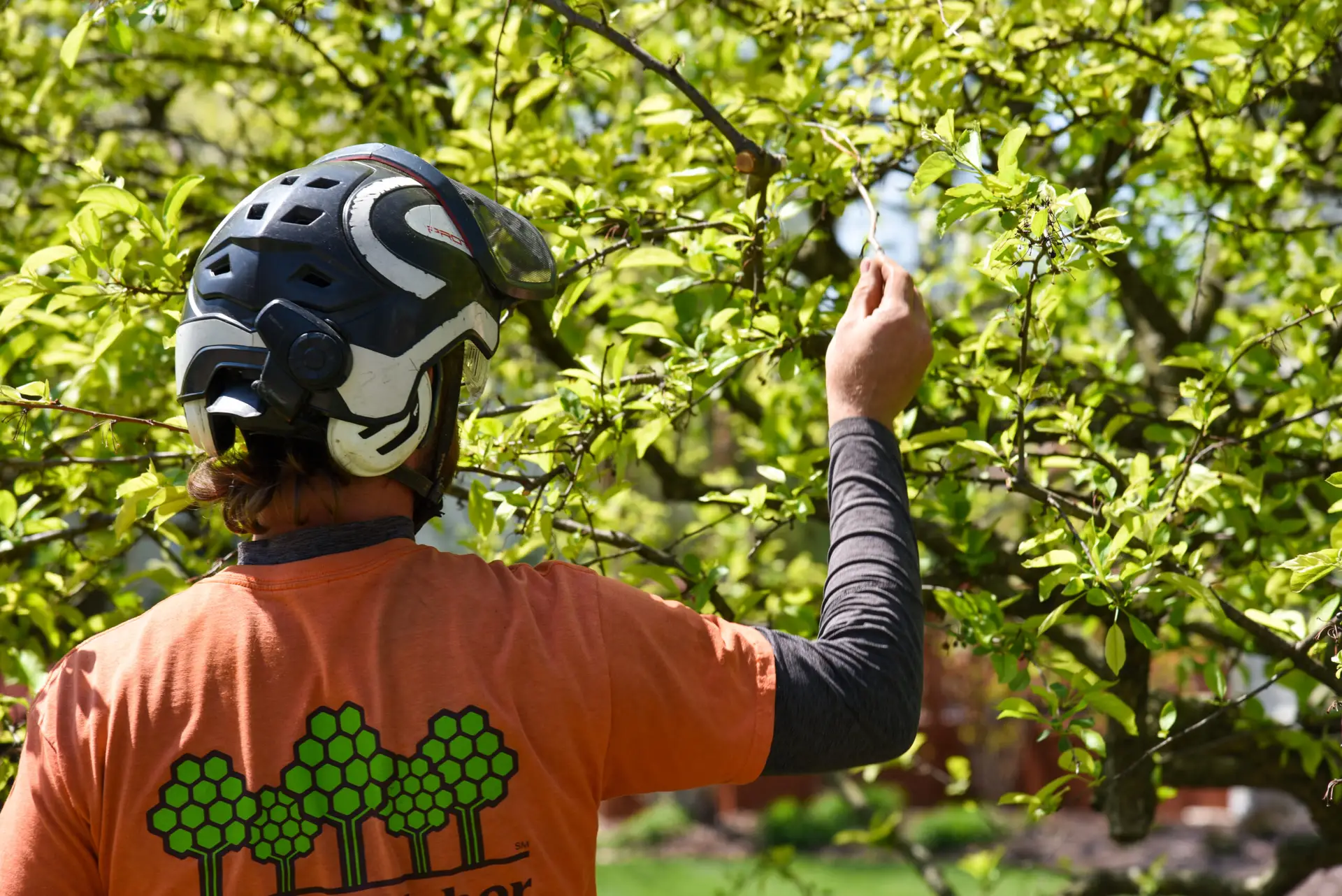 Essential Tree Care Tips | Ahlum & Arbor Tree Preservation