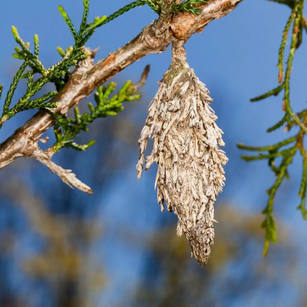 Undercover Pests: Spotting and Treating Bagworm Infestations | Ahlum & Arbor Tree Preservation