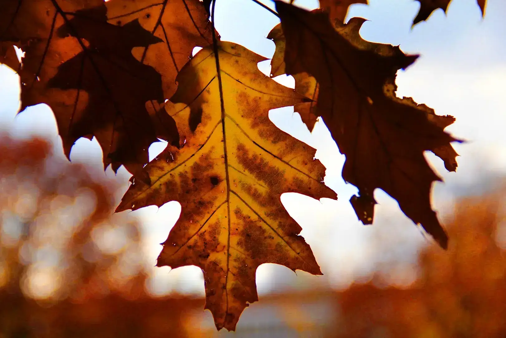 Fallen leaves in Ohio that need to be disposed of | Ahlum & Arbor Tree Preservation