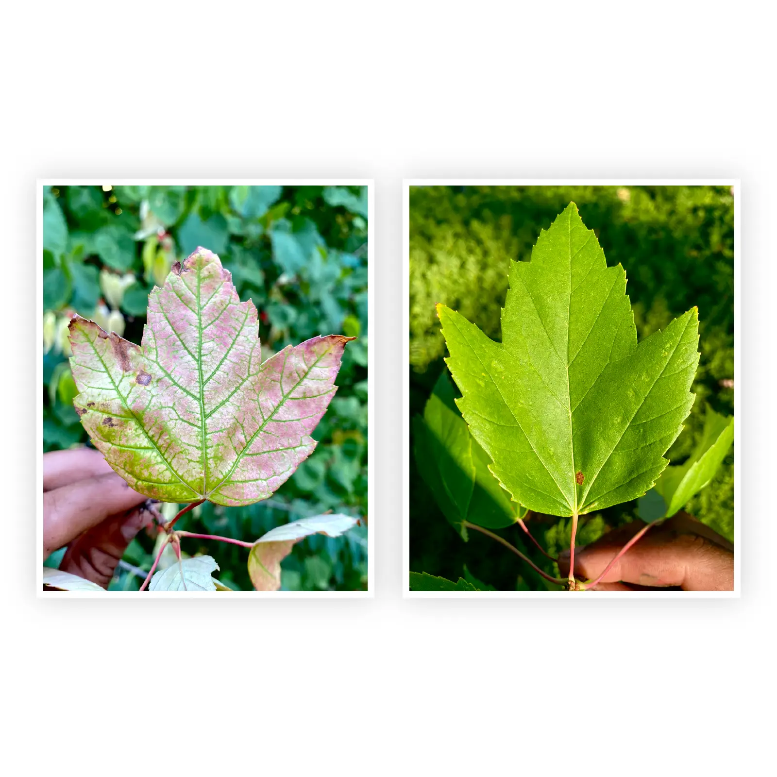 Leaves showing signs of chlorosis during fall tree inspection | Ahlum & Arbor Tree Preservation