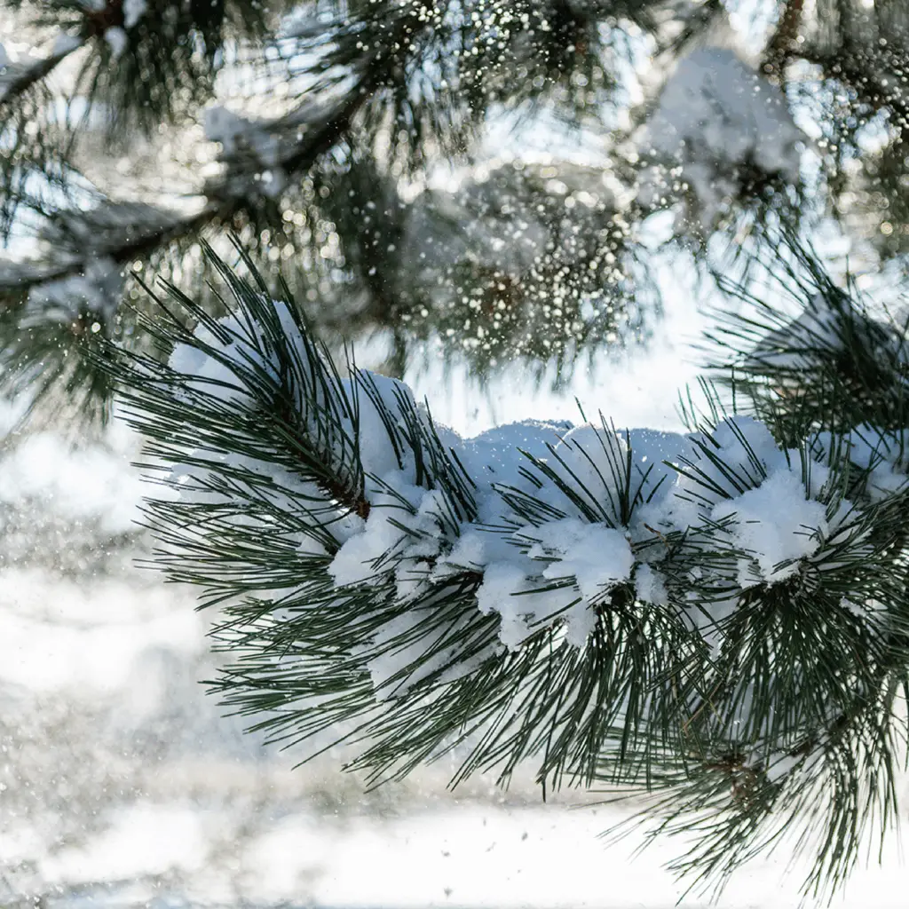 Winter-Proofing Your Trees | Ahlum & Arbor Tree Preservation
