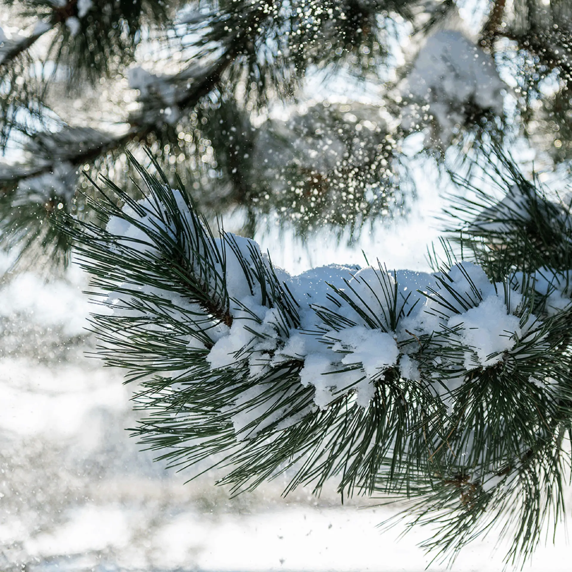 Winter-Proofing Your Trees | Ahlum & Arbor Tree Preservation
