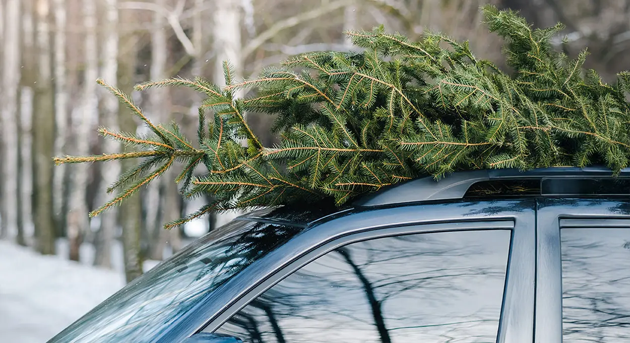 How to Pick, Care for, and Recycle Your Christmas Tree This Holiday Season | Ahlum & Arbor