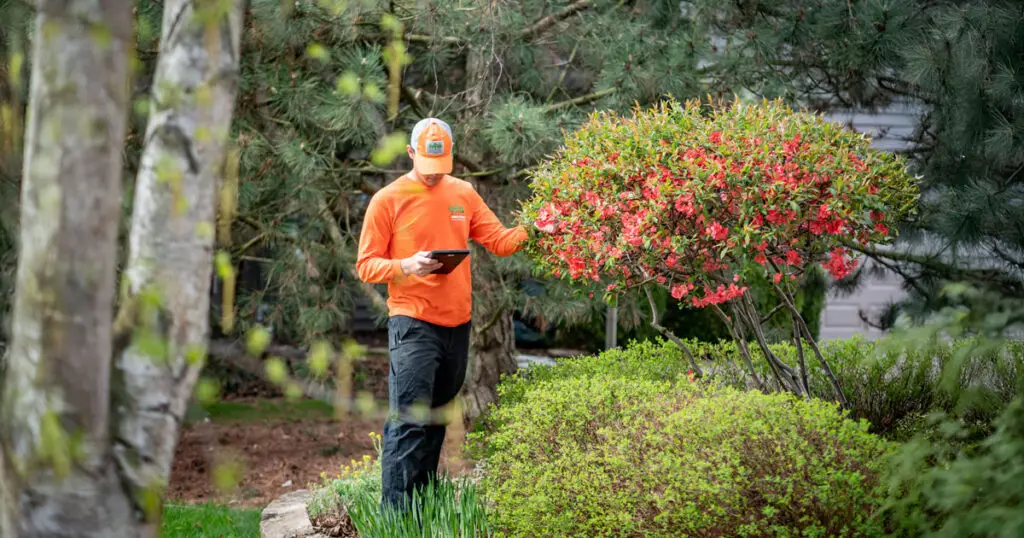 What is an Arborist? The Value of Certified Tree Experts | Ahlum & Arbor Tree Preservation