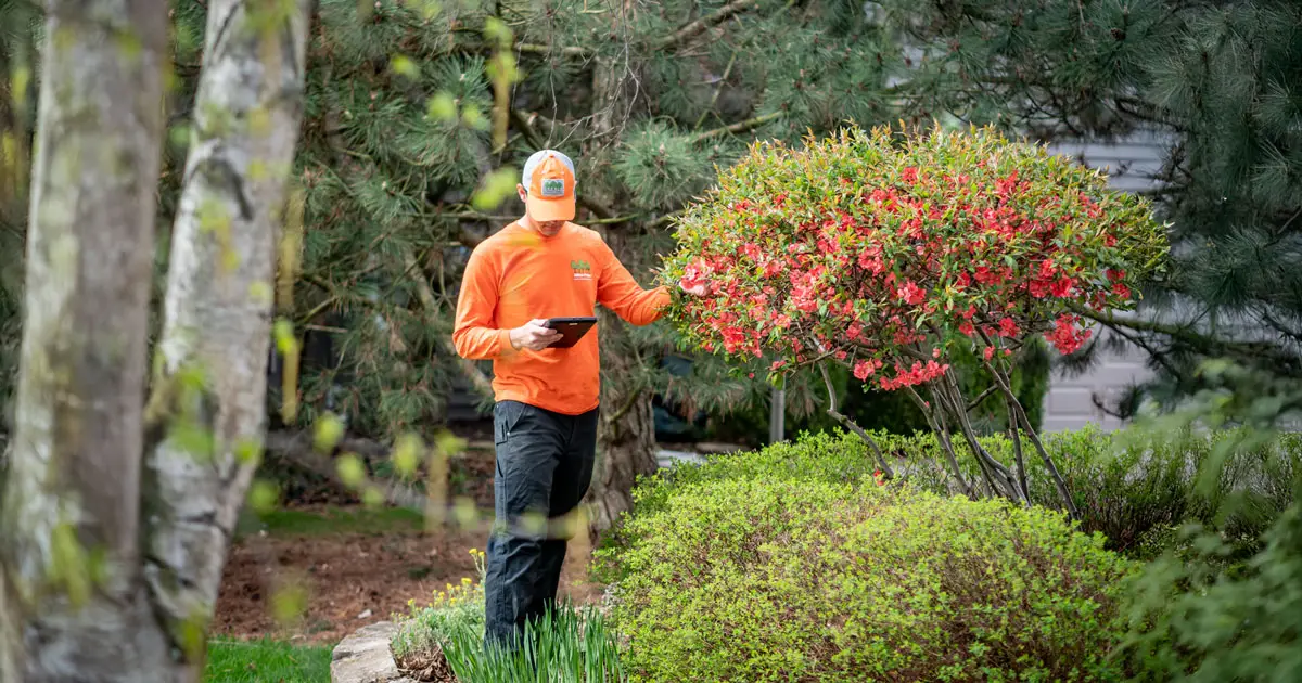 What is an Arborist? The Value of Certified Tree Experts | Ahlum & Arbor Tree Preservation