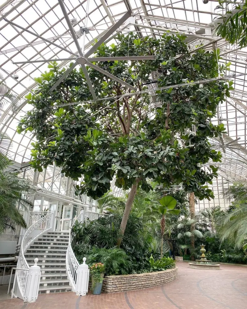 Palm House Fiddle Leaf Fig Tree | Ahlum & Arbor Tree Preservation