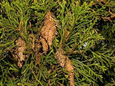 Ahlum & Arbor | Bagworm infestation in your trees? Call for an inspection & consultation