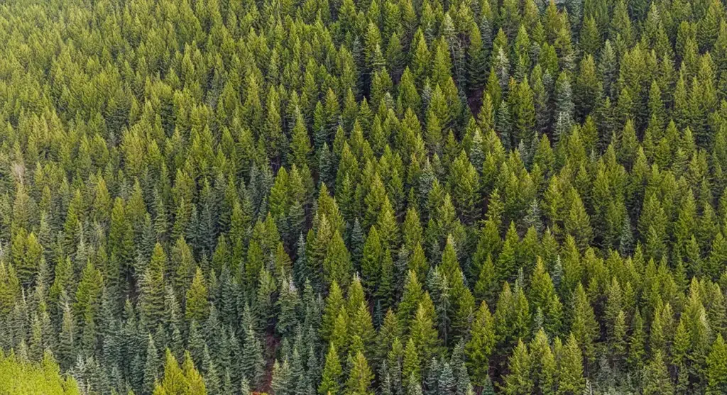 The Future of Arborculture | Ahlum & Arbor Tree Preservation