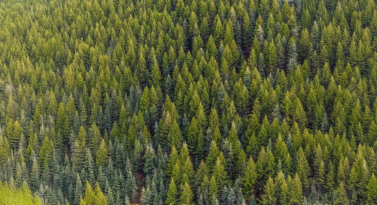 The Future of Arborculture | Ahlum & Arbor Tree Preservation