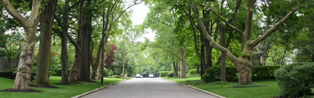 Are My Trees Safe? How to Spot Hidden Risks on Large Properties | Ahlum & Arbor Tree Preservation
