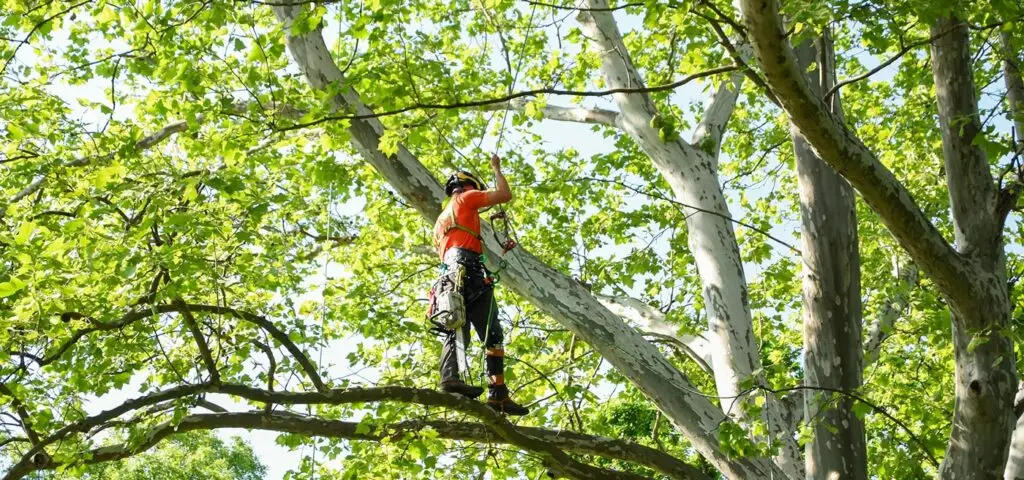 Certified arborists in Columbus Ohio providing expert tree service | Ahlum & Arbor Tree Preservation