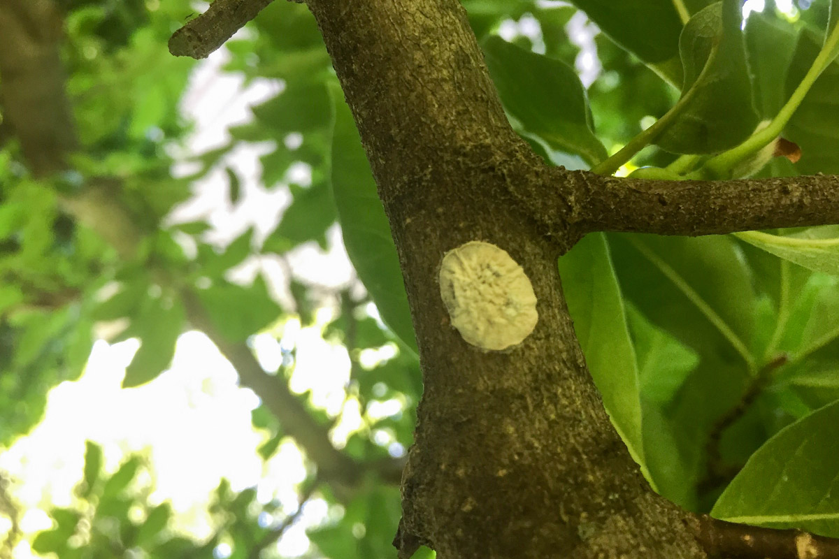 Magnolia Scale