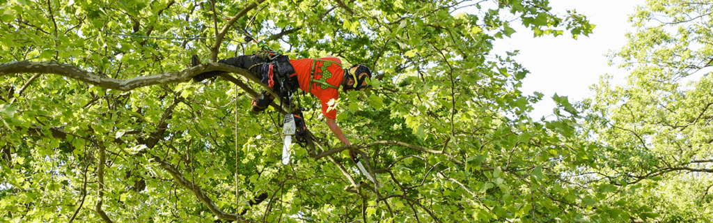 tree pruning