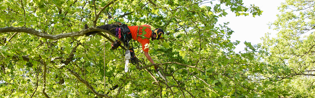 tree pruning