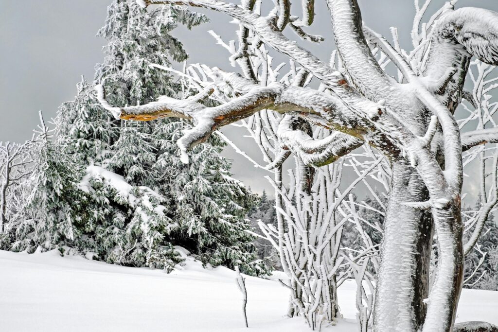 Winter tree care in Columbus, OH