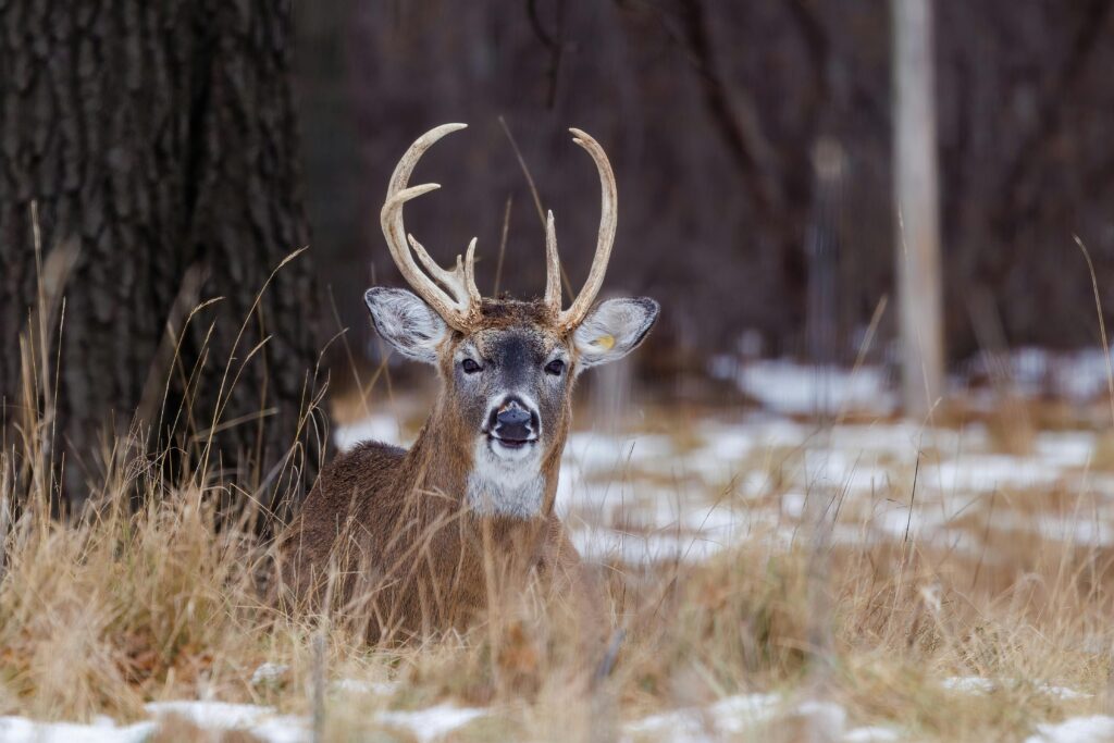 ohio deer