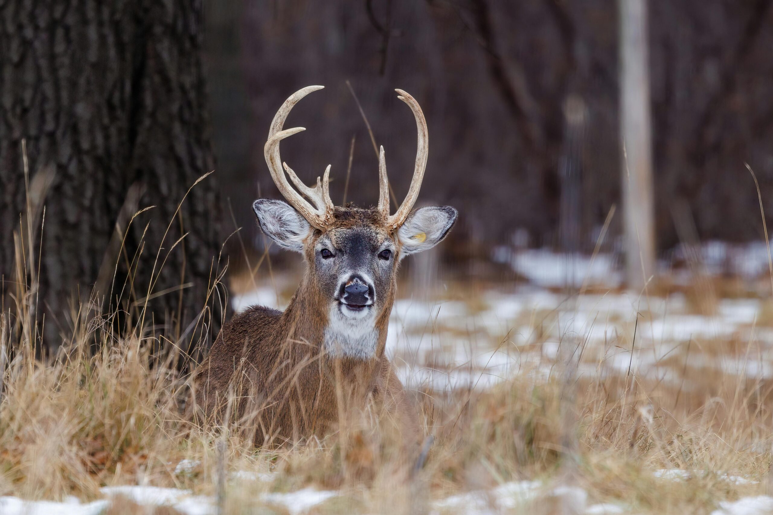 ohio deer
