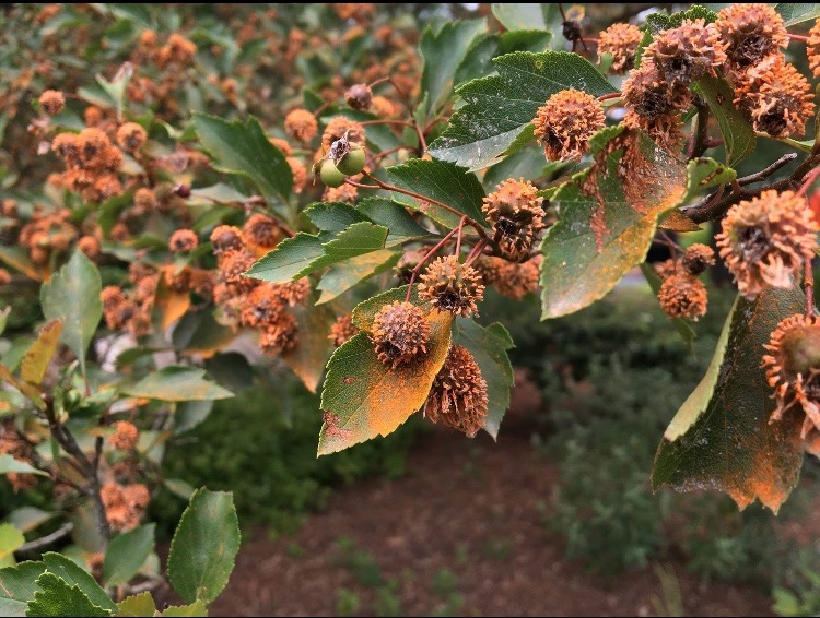 tree diseases in Ohio