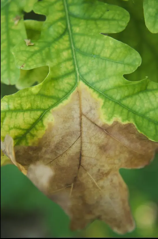 oak wilt