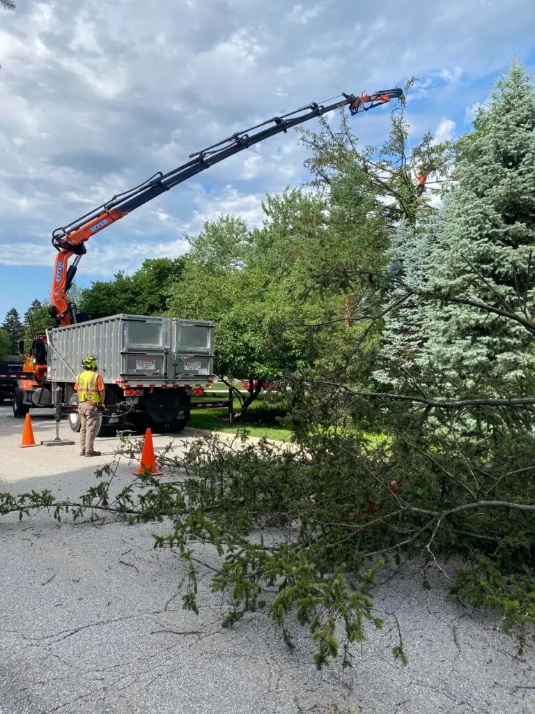 Preparing Trees for Storms in Ohio