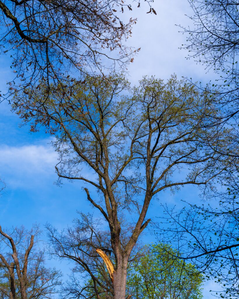 Storm Damaged Trees Cincinnati