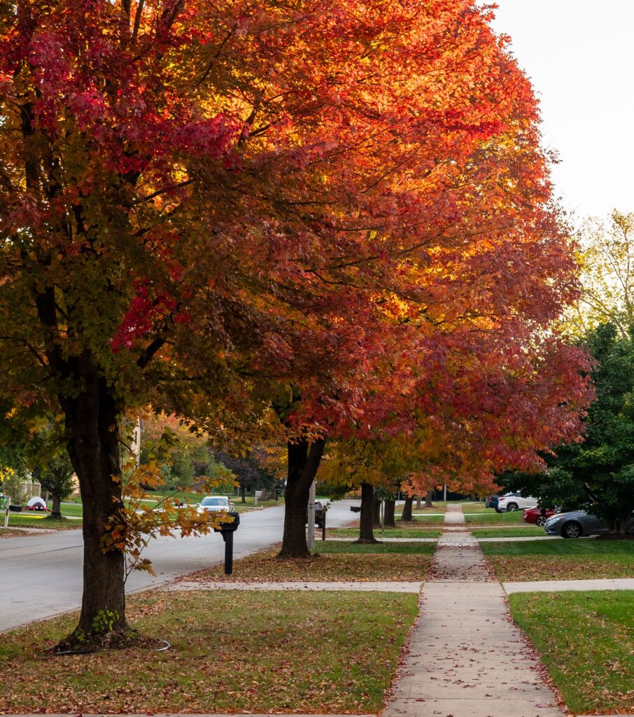 Fall Tree Care Cincinnati